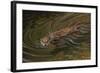 Beaver-Michael Jackson-Framed Giclee Print