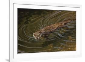 Beaver-Michael Jackson-Framed Giclee Print