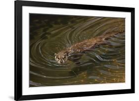 Beaver-Michael Jackson-Framed Giclee Print