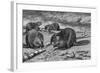 Beavers at Work-AB Frost-Framed Photographic Print