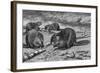 Beavers at Work-AB Frost-Framed Photographic Print