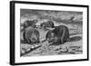 Beavers at Work-AB Frost-Framed Photographic Print