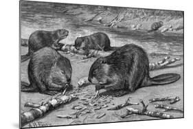 Beavers at Work-AB Frost-Mounted Photographic Print