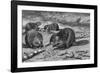 Beavers at Work-AB Frost-Framed Photographic Print