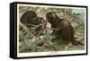 Beavers Building Dam-null-Framed Stretched Canvas