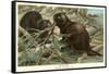 Beavers Building Dam-null-Framed Stretched Canvas