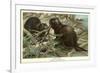 Beavers Building Dam-null-Framed Premium Giclee Print