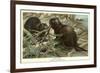 Beavers Building Dam-null-Framed Premium Giclee Print