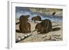 Beavers Feeding on Felled Aspen Trees-null-Framed Giclee Print