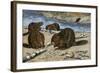 Beavers Feeding on Felled Aspen Trees-null-Framed Giclee Print