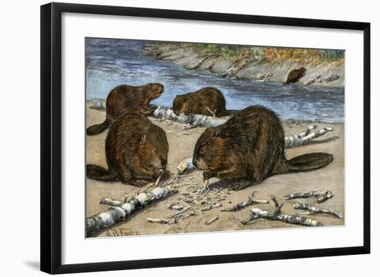 Beavers Feeding on Felled Aspen Trees-null-Framed Giclee Print