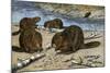 Beavers Feeding on Felled Aspen Trees-null-Mounted Giclee Print