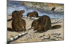 Beavers Feeding on Felled Aspen Trees-null-Mounted Giclee Print