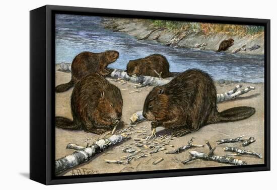 Beavers Feeding on Felled Aspen Trees-null-Framed Stretched Canvas