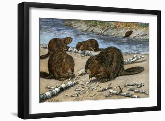 Beavers Feeding on Felled Aspen Trees-null-Framed Premium Giclee Print