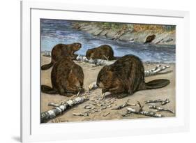 Beavers Feeding on Felled Aspen Trees-null-Framed Giclee Print