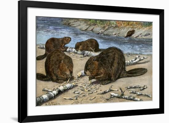 Beavers Feeding on Felled Aspen Trees-null-Framed Giclee Print