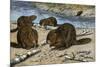 Beavers Feeding on Felled Aspen Trees-null-Mounted Giclee Print