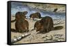 Beavers Feeding on Felled Aspen Trees-null-Framed Stretched Canvas
