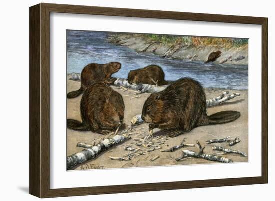 Beavers Feeding on Felled Aspen Trees-null-Framed Giclee Print