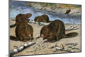 Beavers Feeding on Felled Aspen Trees-null-Mounted Giclee Print