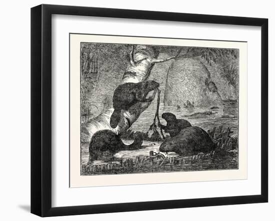 Beavers with their Huts and a Dam-null-Framed Giclee Print