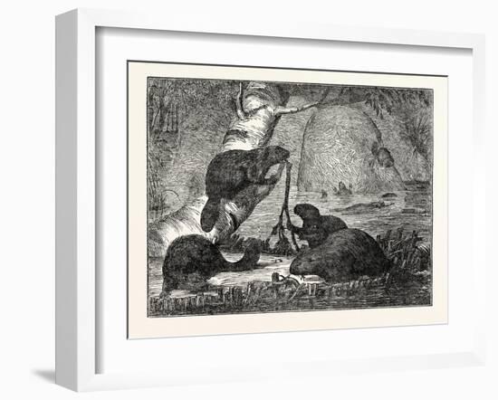 Beavers with their Huts and a Dam-null-Framed Giclee Print