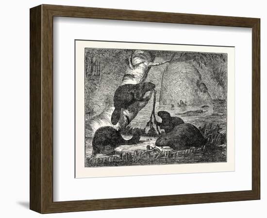 Beavers with their Huts and a Dam-null-Framed Giclee Print