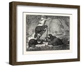 Beavers with their Huts and a Dam-null-Framed Giclee Print