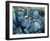 Beavertail Cactus, Desert Botanical Gardens, Phoenix, Arizona, USA-Howie Garber-Framed Premium Photographic Print