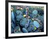 Beavertail Cactus, Desert Botanical Gardens, Phoenix, Arizona, USA-Howie Garber-Framed Photographic Print