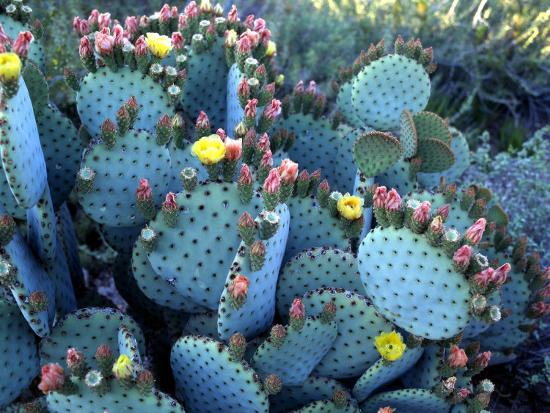 Beavertail Cactus, Desert Botanical Gardens, Phoenix, Arizona, USA