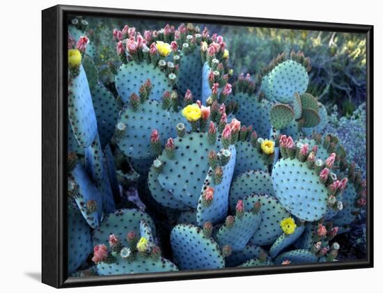 Beavertail Cactus, Desert Botanical Gardens, Phoenix, Arizona, USA-Howie Garber-Framed Photographic Print