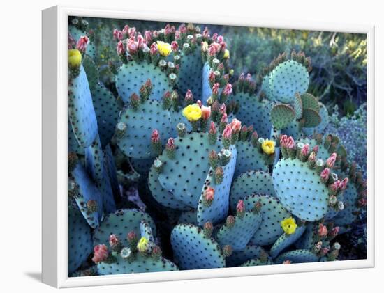 Beavertail Cactus, Desert Botanical Gardens, Phoenix, Arizona, USA-Howie Garber-Framed Photographic Print