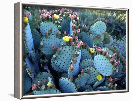 Beavertail Cactus, Desert Botanical Gardens, Phoenix, Arizona, USA-Howie Garber-Framed Photographic Print