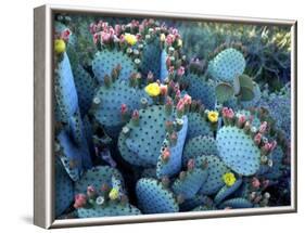 Beavertail Cactus, Desert Botanical Gardens, Phoenix, Arizona, USA-Howie Garber-Framed Photographic Print