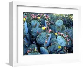 Beavertail Cactus, Desert Botanical Gardens, Phoenix, Arizona, USA-Howie Garber-Framed Photographic Print