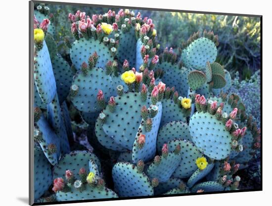 Beavertail Cactus, Desert Botanical Gardens, Phoenix, Arizona, USA-Howie Garber-Mounted Photographic Print