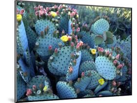 Beavertail Cactus, Desert Botanical Gardens, Phoenix, Arizona, USA-Howie Garber-Mounted Photographic Print