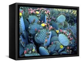 Beavertail Cactus, Desert Botanical Gardens, Phoenix, Arizona, USA-Howie Garber-Framed Stretched Canvas