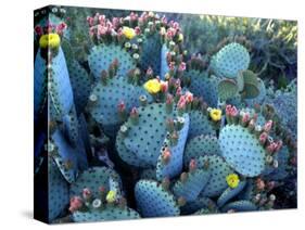 Beavertail Cactus, Desert Botanical Gardens, Phoenix, Arizona, USA-Howie Garber-Stretched Canvas