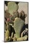 Beavertail Cactus Flower, Lone Pine, Inyo County, California-David Wall-Mounted Photographic Print