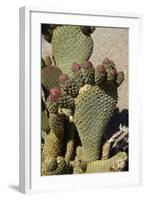 Beavertail Cactus Flower, Lone Pine, Inyo County, California-David Wall-Framed Photographic Print