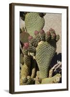 Beavertail Cactus Flower, Lone Pine, Inyo County, California-David Wall-Framed Photographic Print