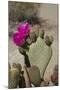 Beavertail Cactus Flower, Lone Pine, Inyo County, California-David Wall-Mounted Photographic Print