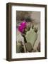 Beavertail Cactus Flower, Lone Pine, Inyo County, California-David Wall-Framed Photographic Print