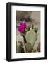 Beavertail Cactus Flower, Lone Pine, Inyo County, California-David Wall-Framed Photographic Print