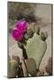 Beavertail Cactus Flower, Lone Pine, Inyo County, California-David Wall-Mounted Photographic Print