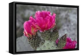 Beavertail Cactus in Bloom, Anza-Borrego Desert State Park, California, Usa-John Barger-Framed Stretched Canvas