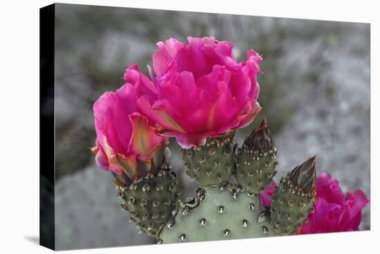 Beavertail Cactus in Bloom, Anza-Borrego Desert State Park, California, Usa-John Barger-Stretched Canvas